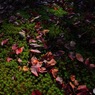 苔のベット