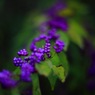 愛され上手Ⅱ