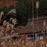故郷に帰ろう