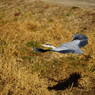 野鳥を追って　アオサギ　Ⅱ