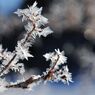 Frozen flowers