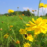 キバナコスモス1 2009 PowerShot A70