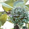 紫陽花