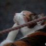 猫Ⅱ