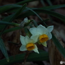 水仙5