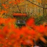 来てよかった
