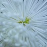 花火