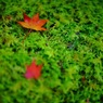 photo_7438942