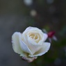 冬の薔薇