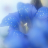魅せられて