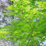 高原の夏