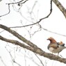 鴨も煽てりゃ木に登る　２