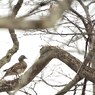 鴨も煽てりゃ木に登る　３