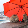 小雨だニャ