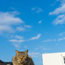 爽やか青空