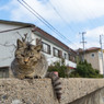 よろしくニャ