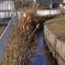 写真句：冬の光３： 散歩道：NTW105