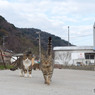 垂直シッポの追跡者