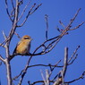 野鳥を追って　モズ