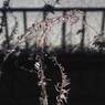 写真掌編：草巨人