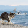 歩こう歩こう