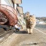 がお～～～