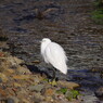 野鳥を追って　コサギ