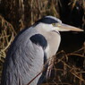 野鳥を追って　アオサギ