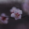 仲春　梅　Ⅱ