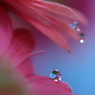 窓辺に咲く花