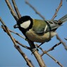 木の芽を食べるシジュウカラ♂