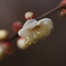 仲春　梅