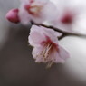 仲春　梅　Ⅱ