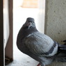 鳩ムネ