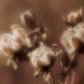 冬の花