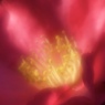 ひだまり