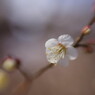仲春　梅