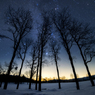 星空の下の雪原の木々