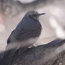 野鳥を追って　ヒヨドリ