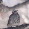 野鳥を追って　ヒヨドリ　Ⅱ