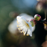 ひげ面土曜日：SIGMA 60mm