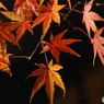 DSC_0129紅葉２０１７壱