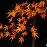 DSC_0135紅葉２０１７