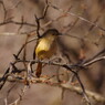 野鳥を追って　ジョウビタキ