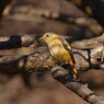 野鳥を追って　ジョウビタキ　Ⅱ