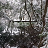 静謐の丸池様-1