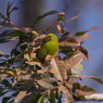 野鳥を追って　メジロ