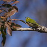 野鳥を追って　メジロ　Ⅱ