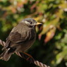 野鳥を追って　ムクドリ