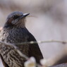 野鳥を追って　ヒヨドリ